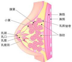 針灸乳腺增生疼痛